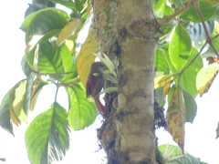 Cranioleuca subcristata