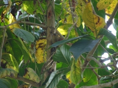 Cranioleuca subcristata