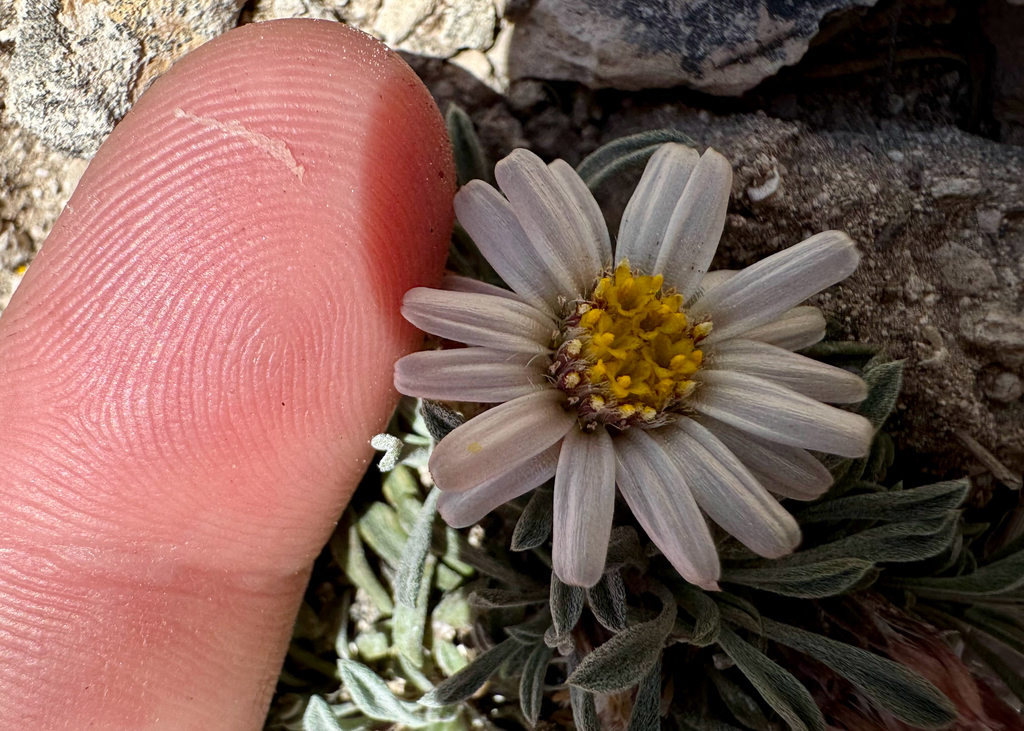 Townsendia jonesii; photograph (c) Parker James Lloyd, some rights reserved (CC BY)