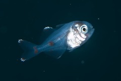 Psenes