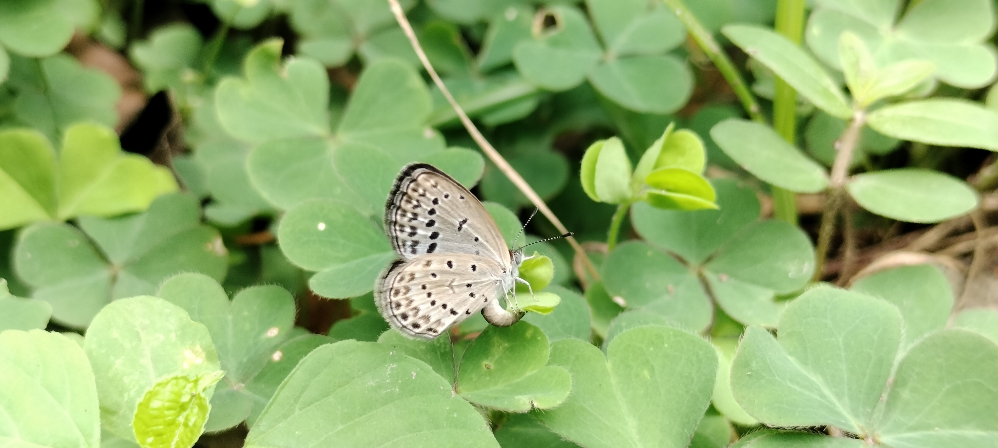 Pale Grass Blue