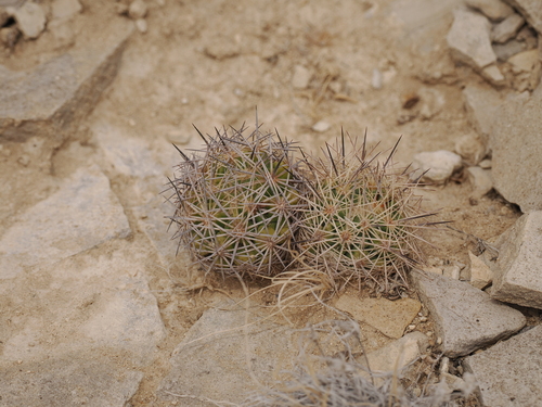 Sclerocactus warnockii