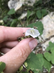 Campanula alliariifolia