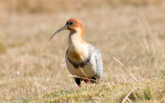Theristicus branickii