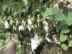 Campanula alliariifolia