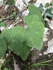 Campanula alliariifolia