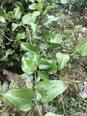 Tracheophyta