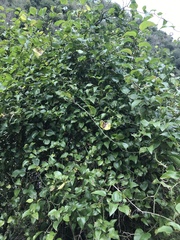 Tracheophyta