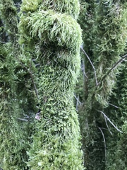 Bryophyta