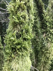 Bryophyta