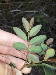 Breynia oblongifolia