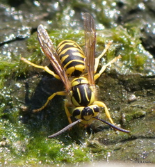 Vespula sulphurea