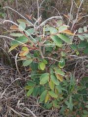 Breynia oblongifolia