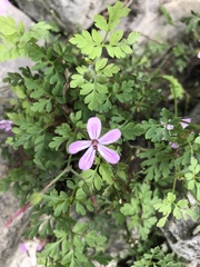 Geranium robertianum