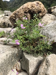 Geranium robertianum