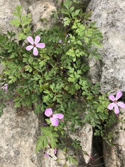 Geranium robertianum