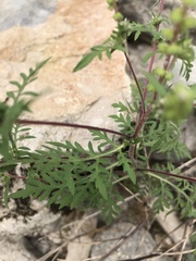 Ambrosia artemisiifolia