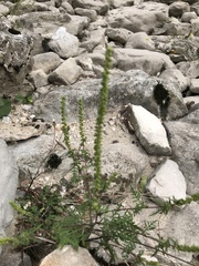 Ambrosia artemisiifolia