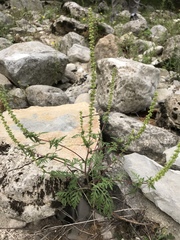 Ambrosia artemisiifolia