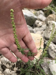 Ambrosia artemisiifolia