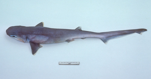 Bigeye sixgill shark (Hexanchus nakamurai) — Hexanchidae — 3