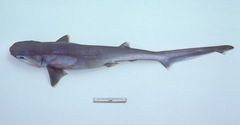 Hexanchus nakamurai