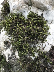 Bryophyta
