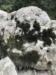 Bryophyta