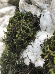 Bryophyta