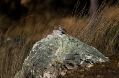 Muscisaxicola rufivertex