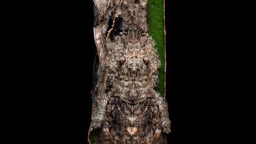 Sathrophyllia rugosa