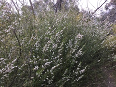 Thryptomene calycina