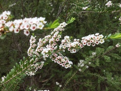Thryptomene calycina