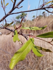 Acridocarpus excelsus