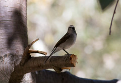 Ochthoeca leucophrys