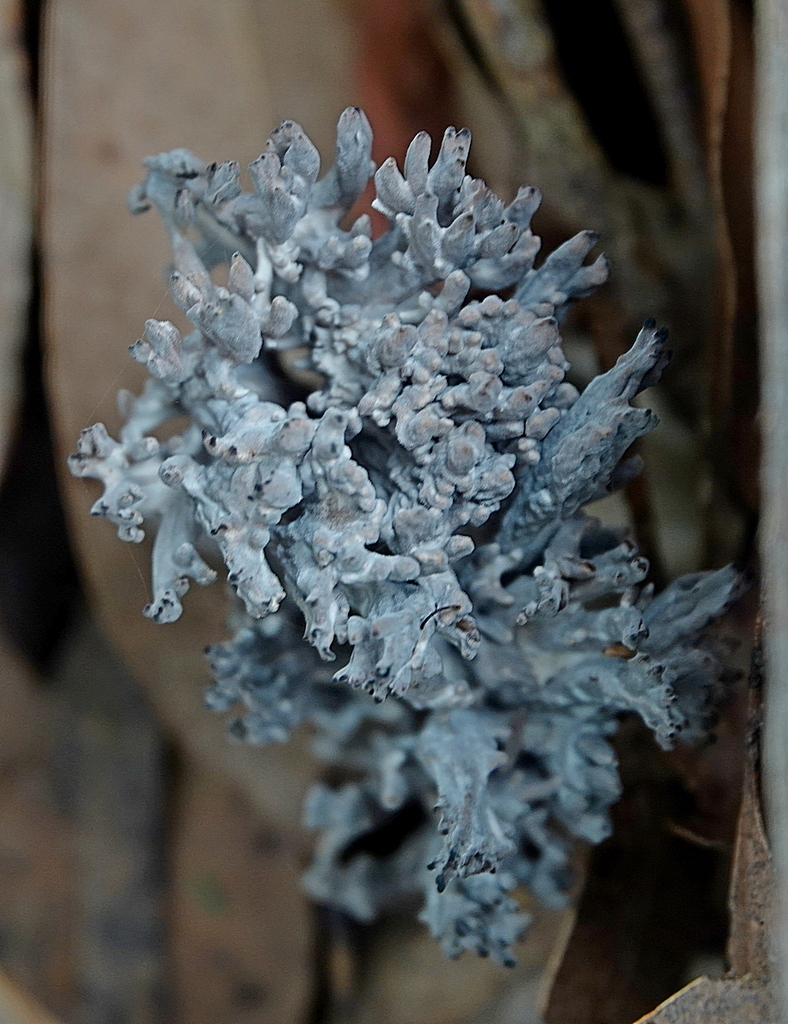 Clavulina cinerea · May 2025 · photo: © maxcampbell (iNaturalist, cc-by-nc)