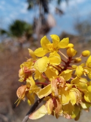 Acridocarpus excelsus