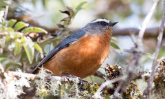 White-Browed Conebill photo 1