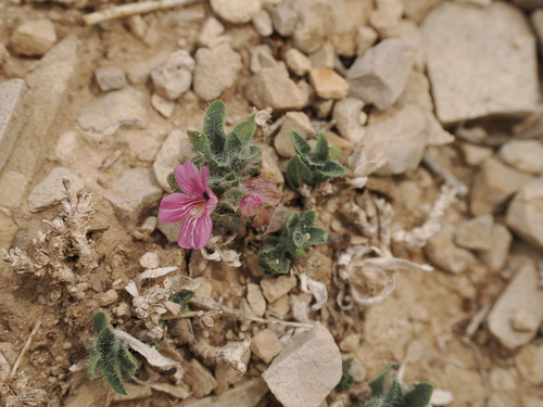 Early shaggytuft (Stenandrium barbatum)