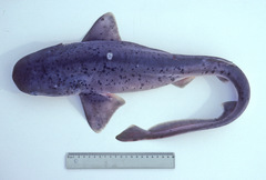 Notorynchus cepedianus