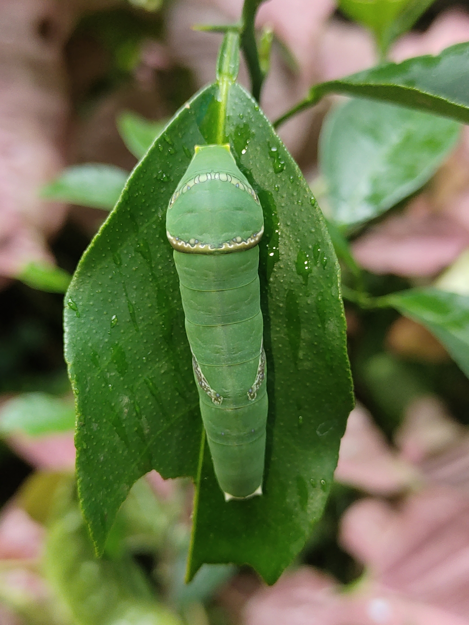 Common Mormon