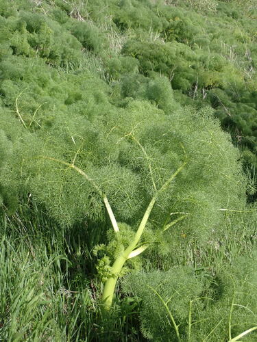Ribbed cachrys (Prangos ferulacea)