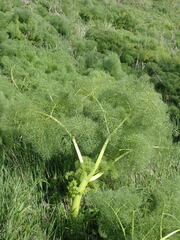 Prangos ferulacea, photograph (c) Milan Chytrý, some rights reserved (CC BY)