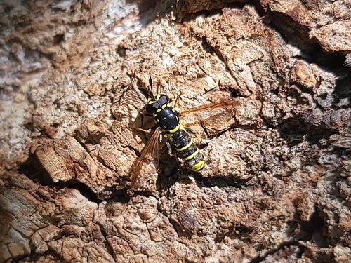 Unknown species found near Eagle, ID, USA