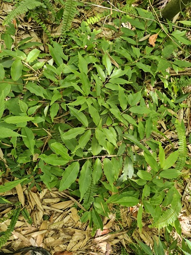 Elaeagnus glabra iNat (2)