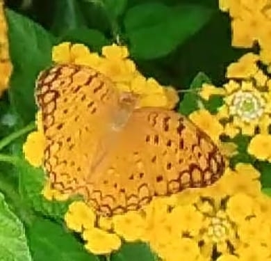 Common Leopard