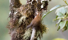 Troglodytes solstitialis