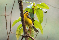 Myioborus melanocephalus