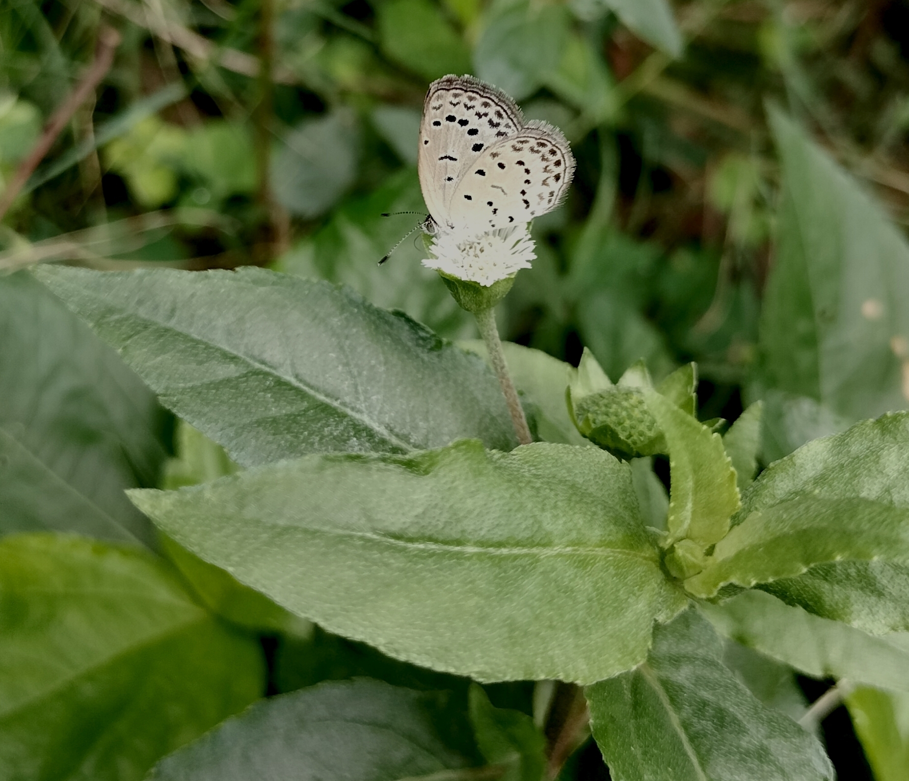 Pale Grass Blue