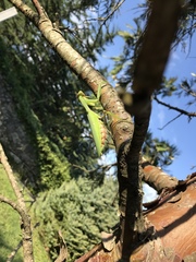 Hierodula transcaucasica